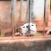 Pitbulls não tinham condições mínimas de alimentação ou higiene no local | Foto: Divulgação / Deam