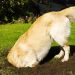 Cachorro cavando buraco no jardim | Foto: Reprodução