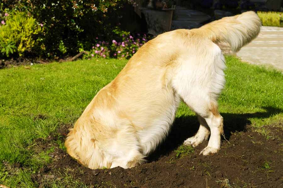 Cachorro cavando buraco no jardim | Foto: Reprodução