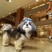 Cães e gatos agora podem passear pelo Goiânia Shopping | Foto: Reprodução
