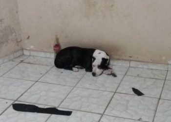 Pit bull resgatada pela polícia não seria sacrificada pelo Centro de Zoonoses, diz SMS | Foto: Reprodução/ WhatsApp