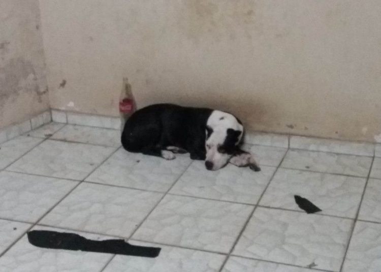 Pit bull resgatada pela polícia não seria sacrificada pelo Centro de Zoonoses, diz SMS | Foto: Reprodução/ WhatsApp