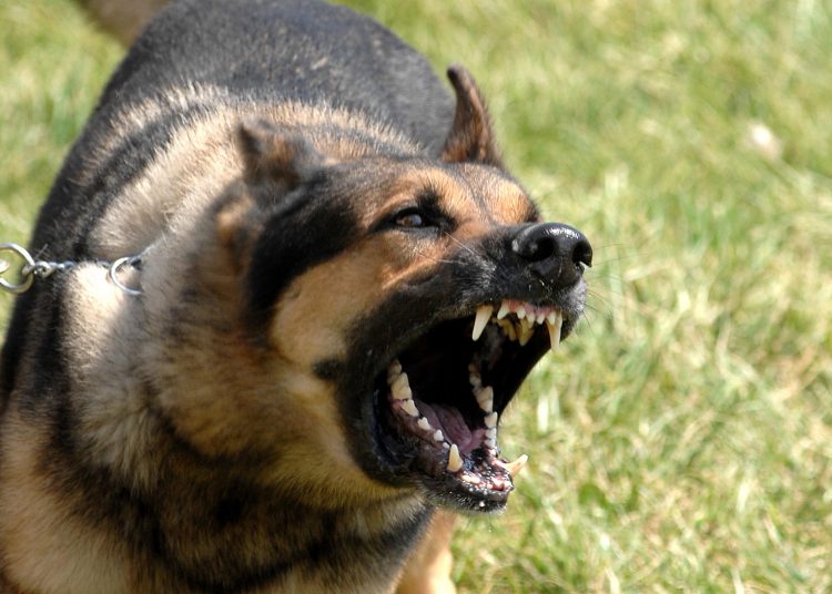 Como acostumar meu cachorro com outras pessoas e animais? Esse é uma pergunta frequente | Foto: Reprodução