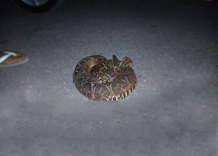 Cobra cascavel assusta moradores de condomínio em Anápolis | Foto: Leitor/Whatsapp