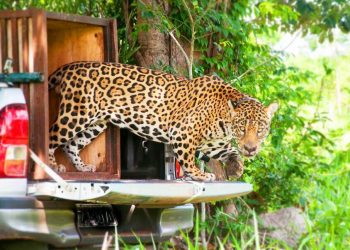 Onça já andou distância suficiente para voltar ao Morro do Mendanha | Foto: Luiz Baptista/Ibama