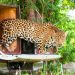 Onça já andou distância suficiente para voltar ao Morro do Mendanha | Foto: Luiz Baptista/Ibama