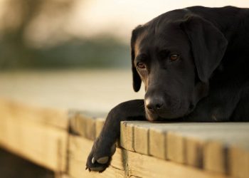 O que fazer quando o cachorro morreu em Goiânia? A comurg tem serviço de recolhimento do corpo | Foto: Reprodução