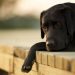 O que fazer quando o cachorro morreu em Goiânia? A comurg tem serviço de recolhimento do corpo | Foto: Reprodução