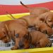 Venda de filhotes de cachorros e gatos pode passar a ser proibida em Goiânia | Foto: Reprodução