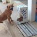 Vereador quer comedouros para animais em praças de Goiânia | Foto: Reprodução