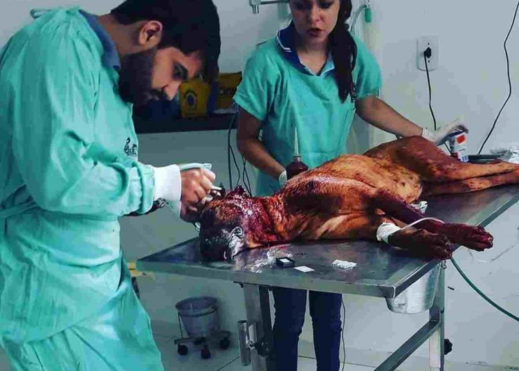 Safira precisou passar por atendimento veterinário após ser ferida gravemente | Foto: ONG Socorro Animal