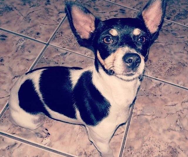 Pinscher Pitoco foi visto pela última vez entre o Empório Della e o Supermercado Tatico, na Avenida T-7, em Goiânia | Foto: Arquivo