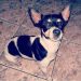Pinscher Pitoco foi visto pela última vez entre o Empório Della e o Supermercado Tatico, na Avenida T-7, em Goiânia | Foto: Arquivo