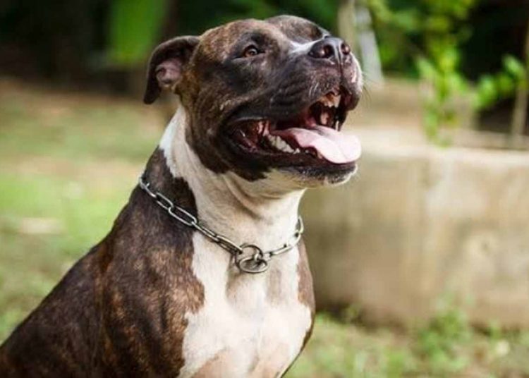 Cachorra Pitbull agride dona, que vai parar no hospital | Foto: ilustração