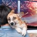 GOIÂNIA PROÍBE FOGOS DE ARTIFÍCIO COM BARULHO