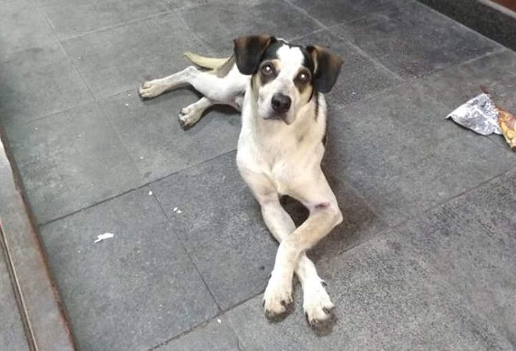 Cão virou símbolo na luta contra os maus-tratos a animais depois de ser brutalmente morto por funcionários de um supermercado em SP. Em Aparecida, vereador propõe que multas custeiem Hospital Municipal Veterinário | Foto: Reprodução