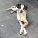 Cão virou símbolo na luta contra os maus-tratos a animais depois de ser brutalmente morto por funcionários de um supermercado em SP. Em Aparecida, vereador propõe que multas custeiem Hospital Municipal Veterinário | Foto: Reprodução