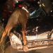 Idosa morre após atropelamento de cavalo na BR-153 | Foto: Divulgação / PRF