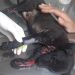 Cachorro atropelado foi deixado em uma lixeira no Cidade Vera Cruz 2, em Aparecida | Foto: Divulgação
