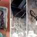 Bombeiros resgatam cobra-coral em banheiro de casa em Aparecida | Foto: Leitor / Folha Z