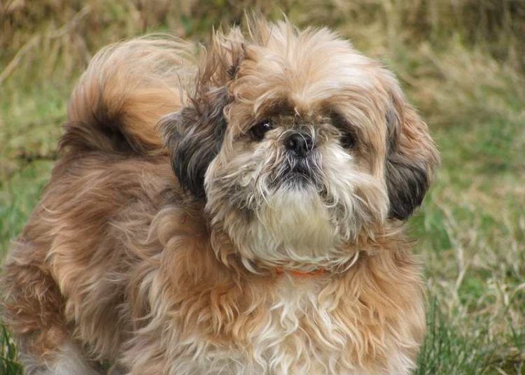 Mulher consegue impedir na Justiça a eutanásia da sua cadela pelo Centro de Zoonoses de Goiânia | Foto: Ilustrativa / Pixabay