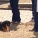Cachorro osso UFG Goiânia