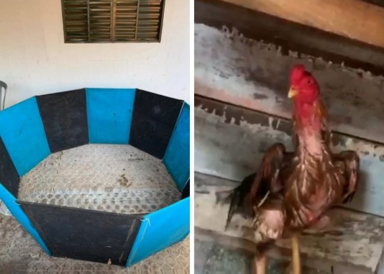 Esquema de rinha de galo desarticulado em investigação em Aparecida | Foto: Divulgação / Polícia