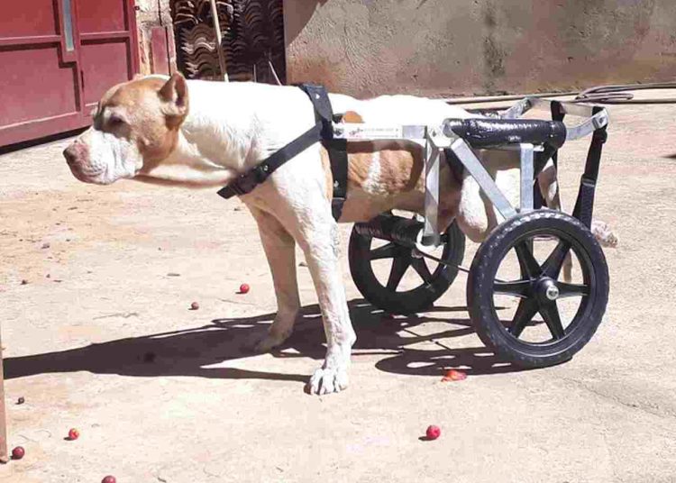 Cadeiras rodas gratuitas cães