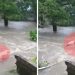 Homem pula enxurrada salvar cachorro Panamá