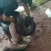 Cachorro foi alvo de ataque de sucuri e o próprio dono o salvou em SP | Foto: Reprodução