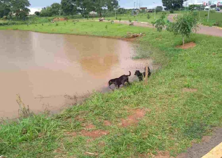 homem morre afogado cachorro Goiânia