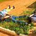 Quadrilha de roubo de veículos é alvo de ação da PM no Parque Industrial João Braz | Foto: Divulgação / PMGO