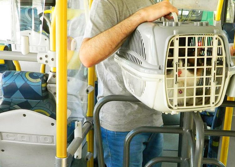 Lei autoriza a condução de animais domésticos em ônibus e outros meios de transporte coletivo em Goiás | Foto: Reprodução