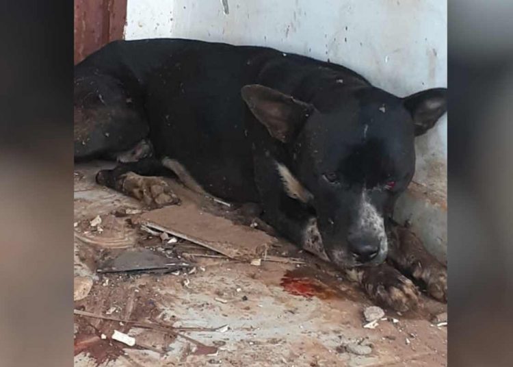cachorro ferido baleado agredido