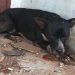 cachorro ferido baleado agredido