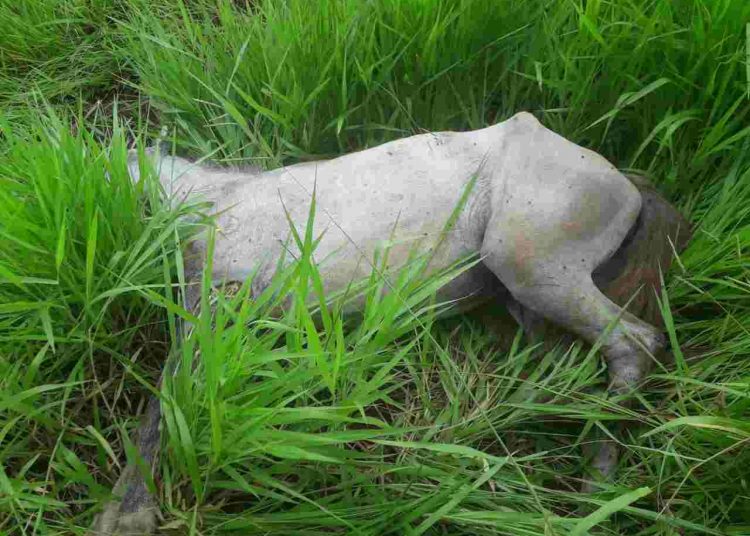 cavalo morto pauladas Aparecida