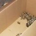Jiboias estavam dentro de caixa de papelão enviada do Pará | Foto: Reprodução / TV Anhanguera