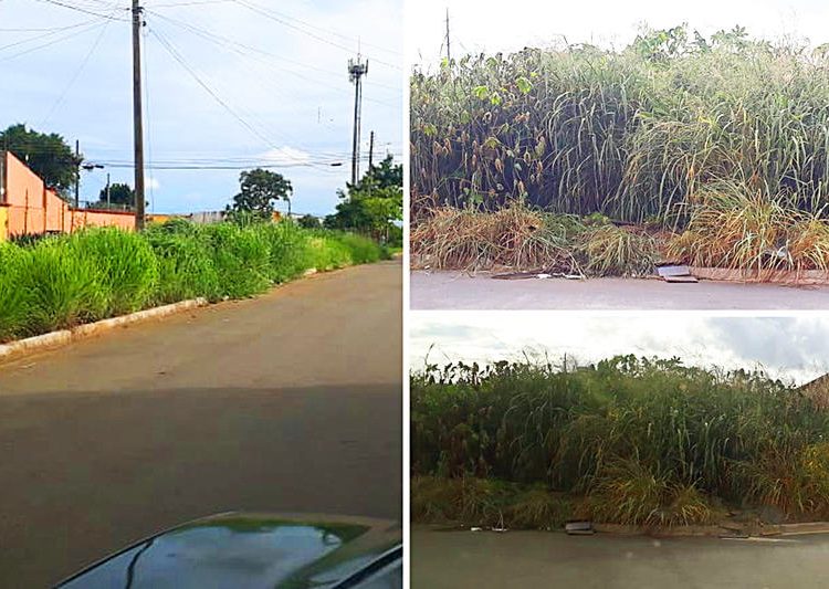 Mato alto em Avenidas do Bairro Cardoso e do Buriti Sereno. Na imagem, Av. 1ª Radial | Foto: Felype Robson