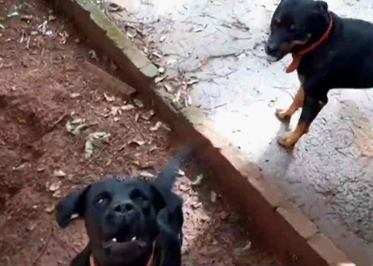 mulher ferida atacada cachorros Aparecida