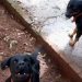 mulher ferida atacada cachorros Aparecida