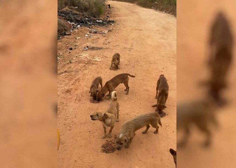 cachorros abandonados Aparecida
