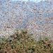 Agência Goiana de Defesa Agropecuária (Agrodefesa) avalia e monitora nuvem de gafanhotos que pode chegar ao Brasil, inclusive a Goiás | Foto: Reprodução