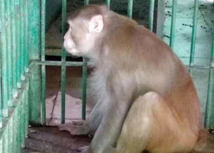 macaco diagnosticado alcoolismo