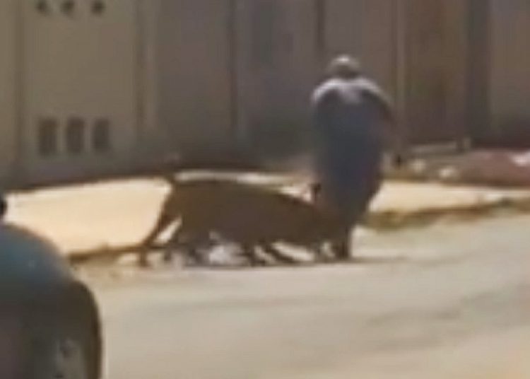 Homem é suspeito de maus-tratos em Luziânia (GO) | Foto: Reprodução