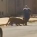 Homem é suspeito de maus-tratos em Luziânia (GO) | Foto: Reprodução