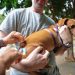 vacinacao-animais-caes-gatos-goiania