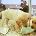 Venda de animais em lojas poderá ser proibida em Goiás | Foto: Reprodução