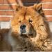 menina atacada Chow Chow