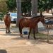 cavalos soltos Parque São Jorge Aparecida