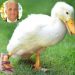 Donald Trump pato manco